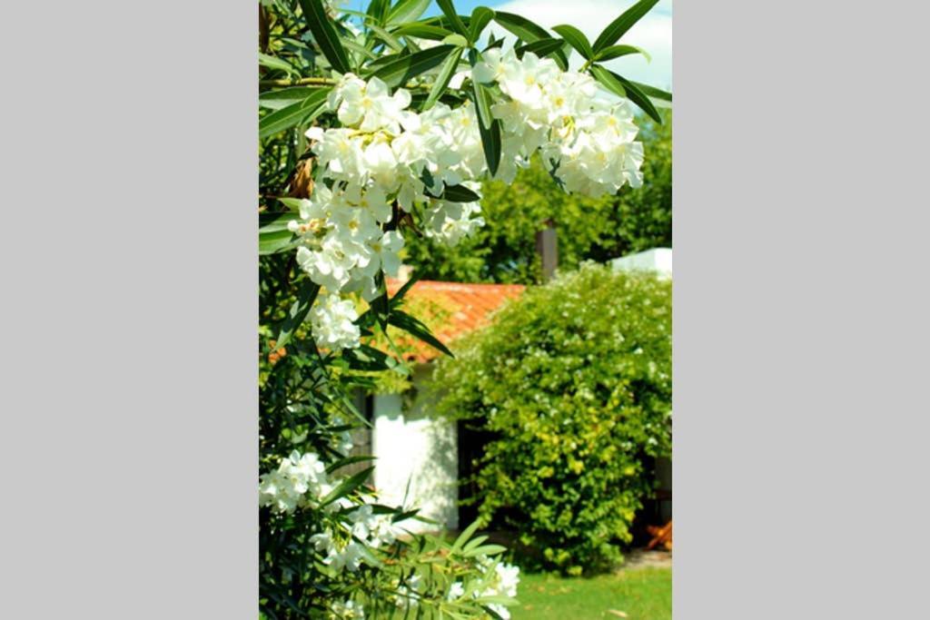 Big Beautiful House With Garden In 5Ta Seccion Neighbourhood Villa Mendoza Ngoại thất bức ảnh